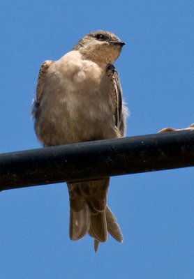 Rock Martin
