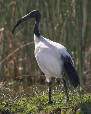 African Sacred Ibis