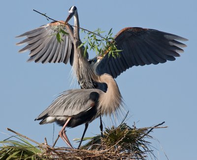 Great Blue Heron (nest-building dance)