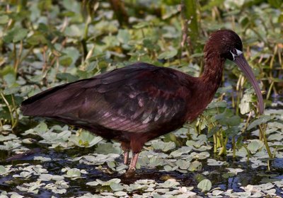 Glossy Ibis