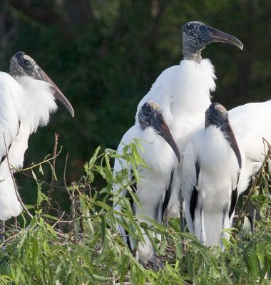 Wood Stork