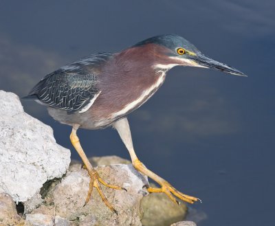 Green Heron