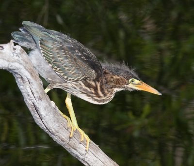 Green Heron (juv)