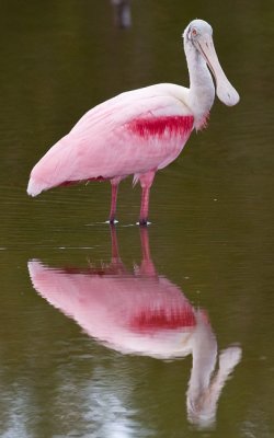 Roseate Spoonbill