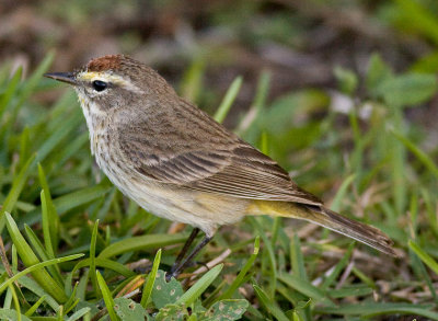 Palm Warbler