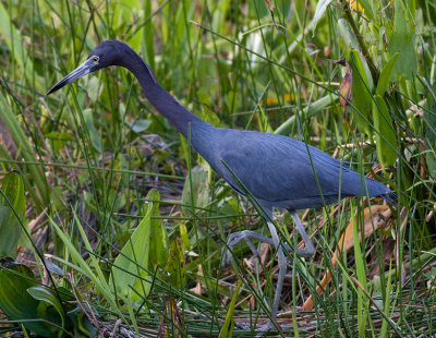 Little Blue Heron