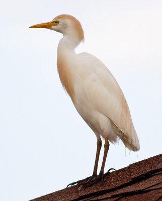 Cattle Egret