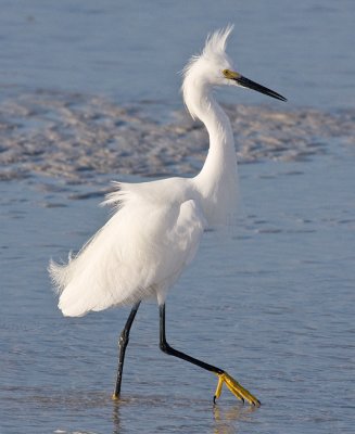 Snowy Egret