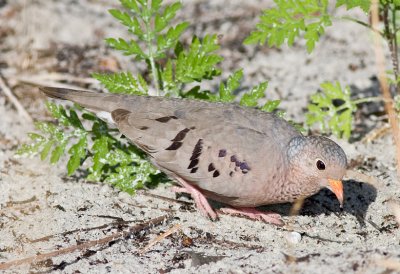 Common Ground Dove
