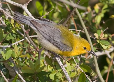 Prothonotary Warbler (f)