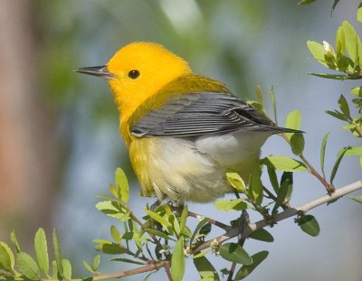 Prothonotary Warbler (m)