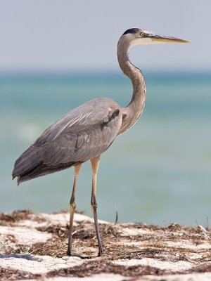 Great Blue Heron