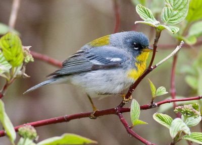 Northern Parula (m)