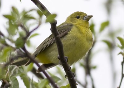 Scarlet Tanager (f)