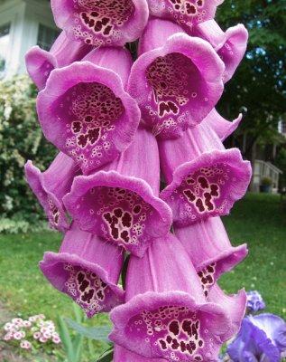Hollyhocks