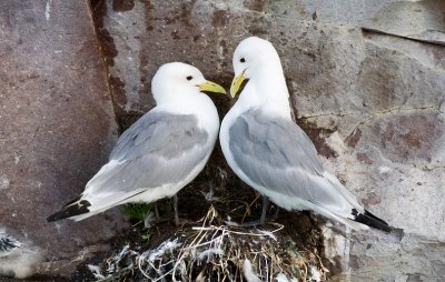 Black-legged Kittiwake