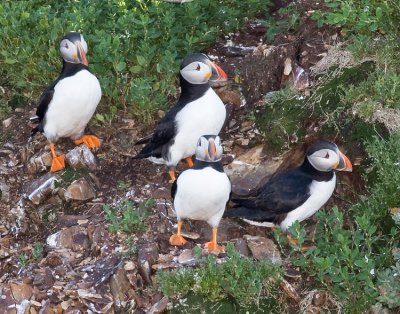 Puffin