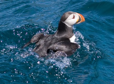 Puffin