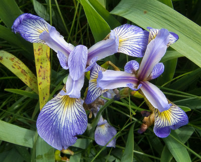 Wild irises, near Twillingate