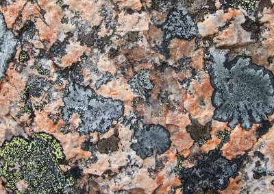 Granite and lichens