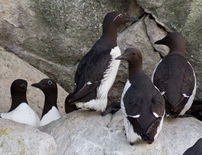 Common Murres, Witless Bay ER