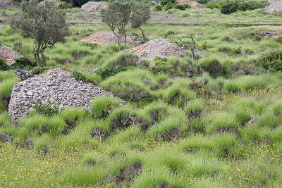 Lavender (just before flowering)