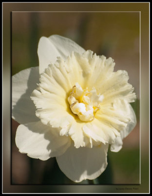 7177.DaffodilSmile
