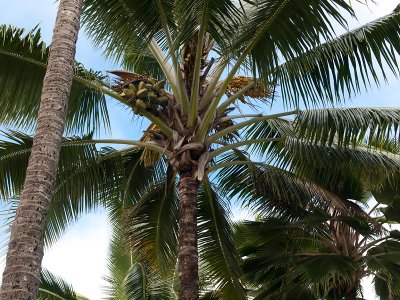 9175.Coconut Palm
