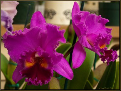 9245.Orchids