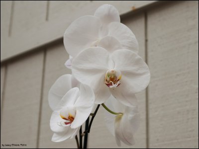 9256.White Orchids