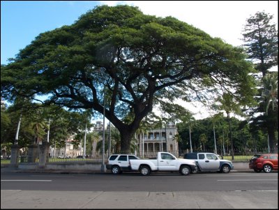 9310.Monkey Pod Tree<br>Naalehu