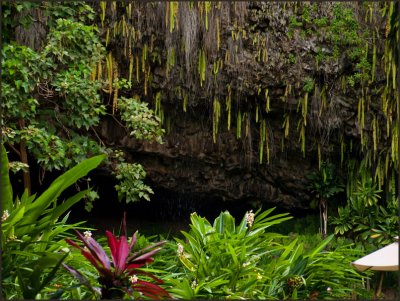 9456-.Fern Grotto<br>Was Badly Damaged by <br>a Hurricane and is now recovering.