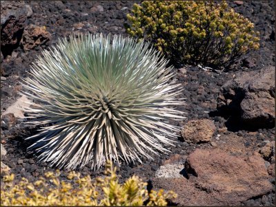 9677.SilverSword<br>Rare and Protected