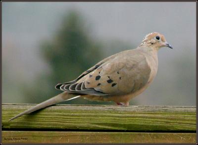 g4/57/14957/3/52314021.PB144235.Dove.Pete.jpg