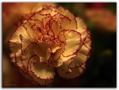 Carnation.0987-14-54