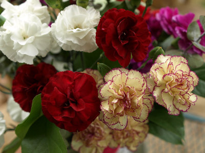 Carnations--0994