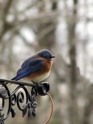 EasternBluebird.5845