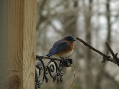 Bluebird-5845