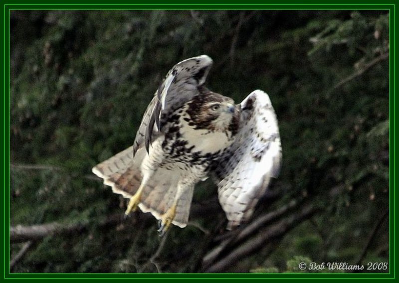 DSC_1486.JPGcrfr.jpg