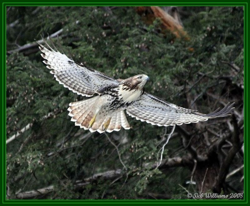 DSC_1488.JPGcrfr.jpg