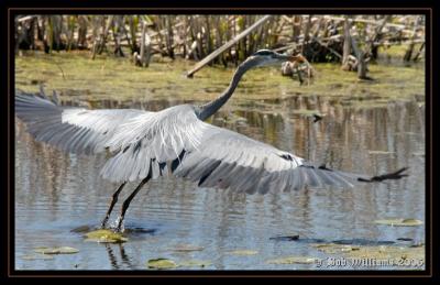 DSC_0202.JPGmontframe.jpg