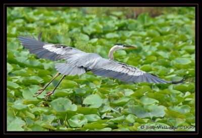 DSC_0373.JPG