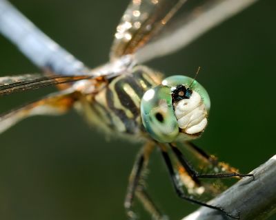 macro_insects