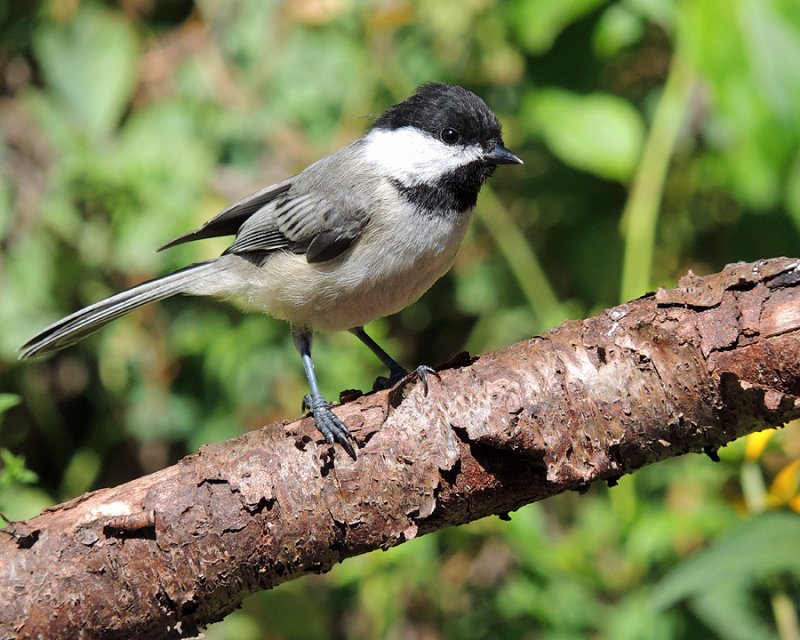 Chickadee