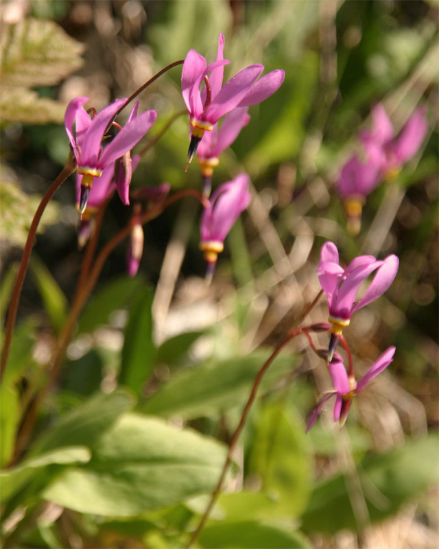 Pink flowers