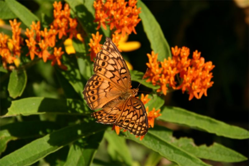 Meadow Fritillary