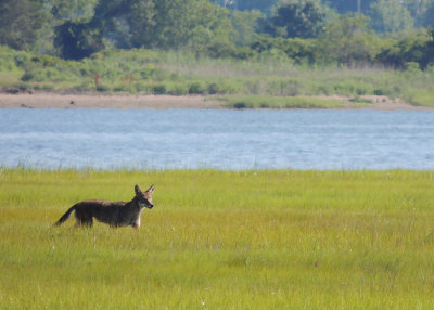 Coyote on marsh