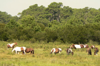Chincoteague wild ponies
