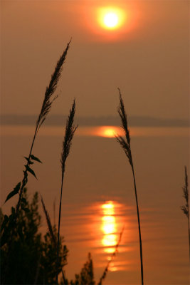 Summer's Dawn