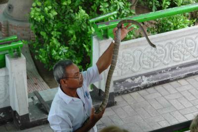 Snake Farm - this one is probably the rat eating snake used in farmer's fields